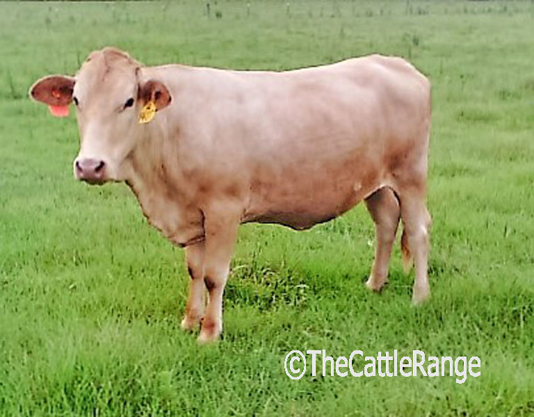 Cattle Range Listing Image