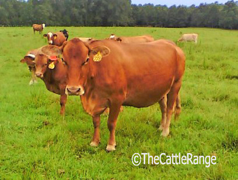 Cattle Range Listing Image