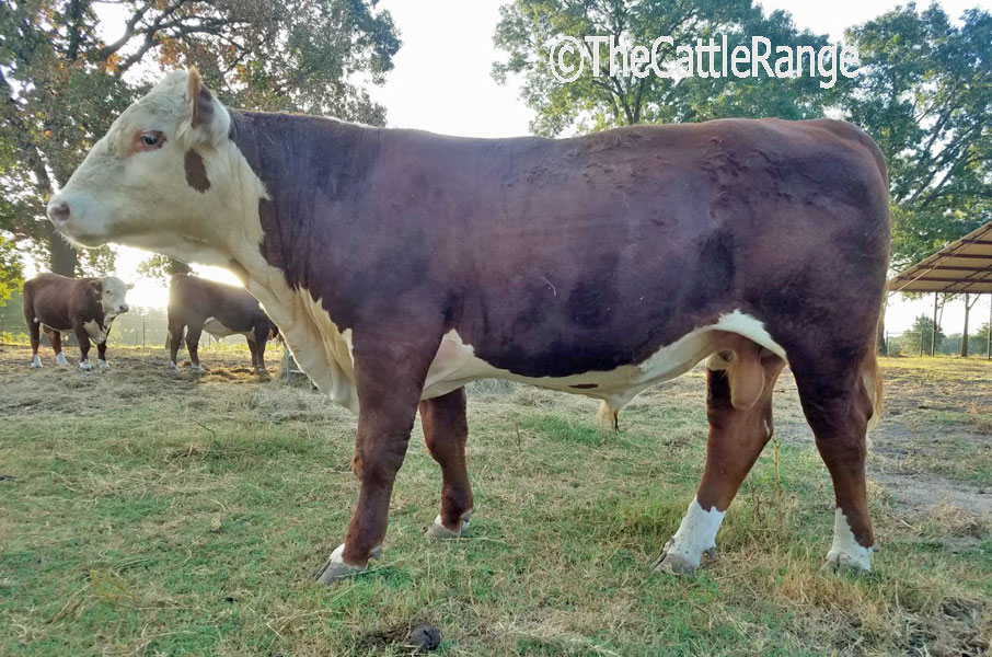Cattle Range Listing Image