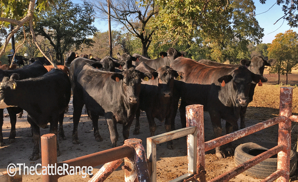Cattle Range Listing Image