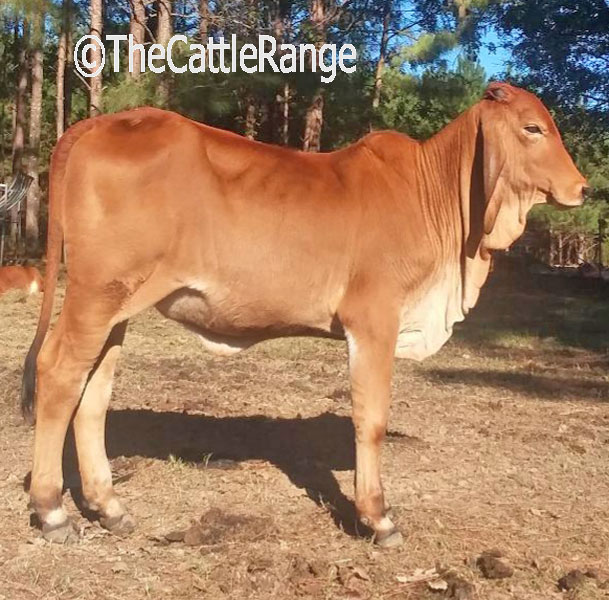 Cattle Range Listing Image