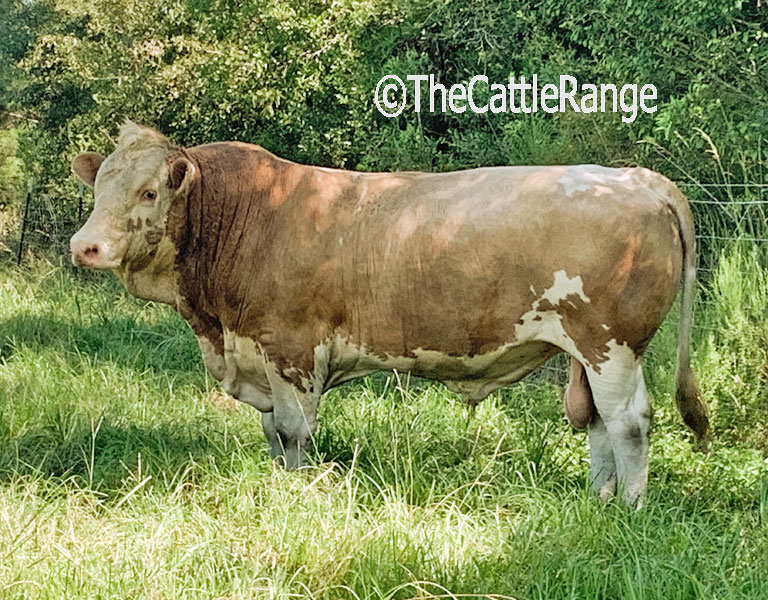 Cattle Range Listing Image
