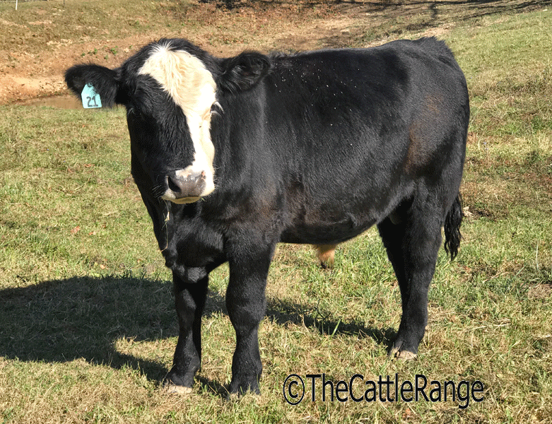 Cattle Range Listing Image