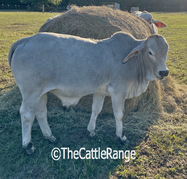 Cattle Range Listing Image