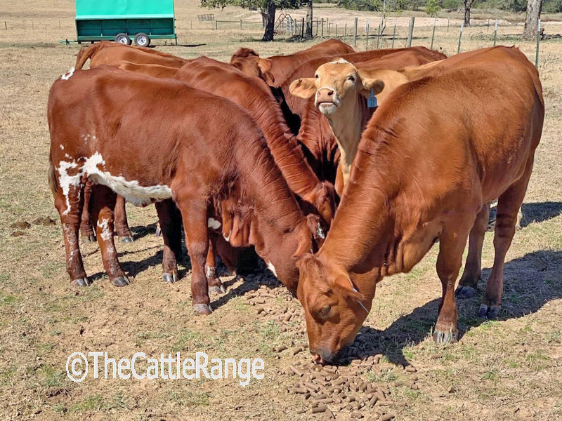 Cattle Range Listing Image