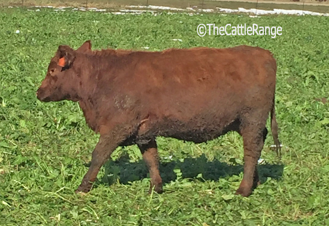 Cattle Range Listing Image