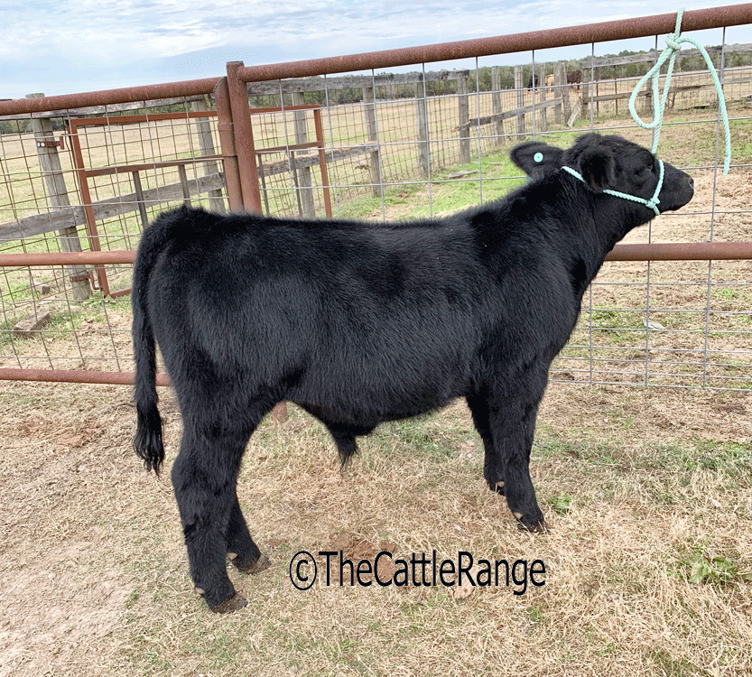 Cattle Range Listing Image