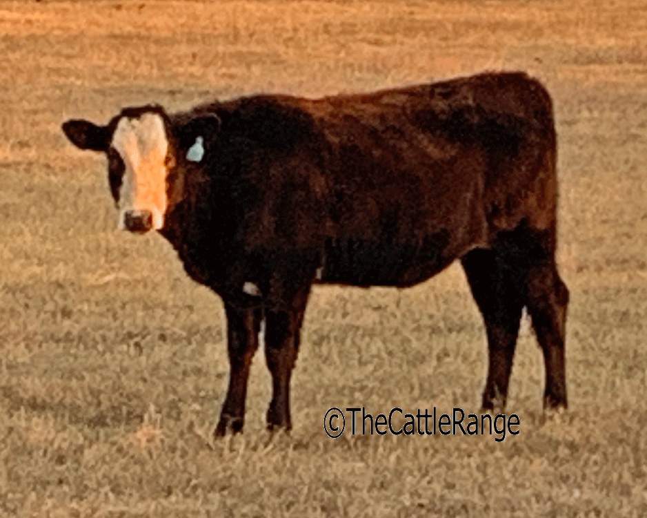 Cattle Range Listing Image