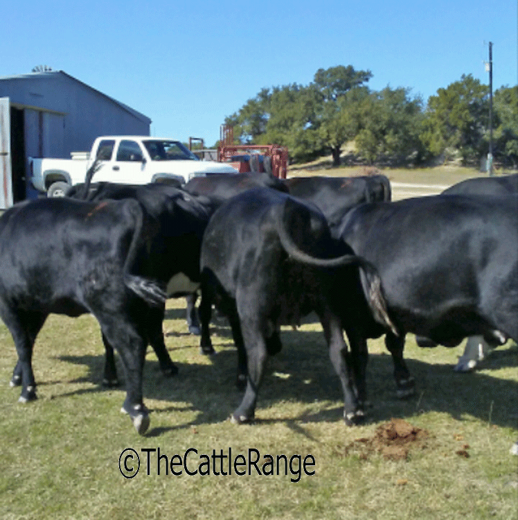 Cattle Range Listing Image