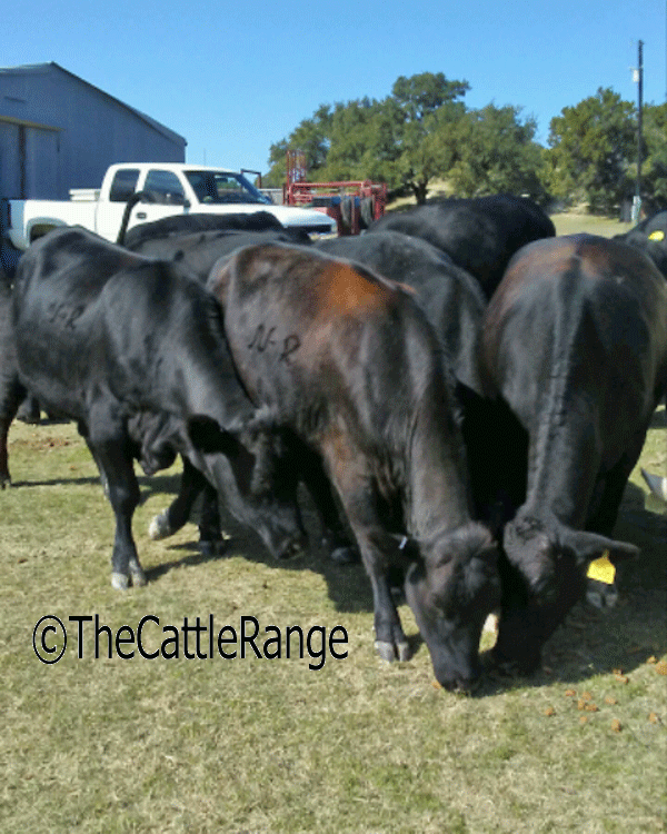 Cattle Range Listing Image