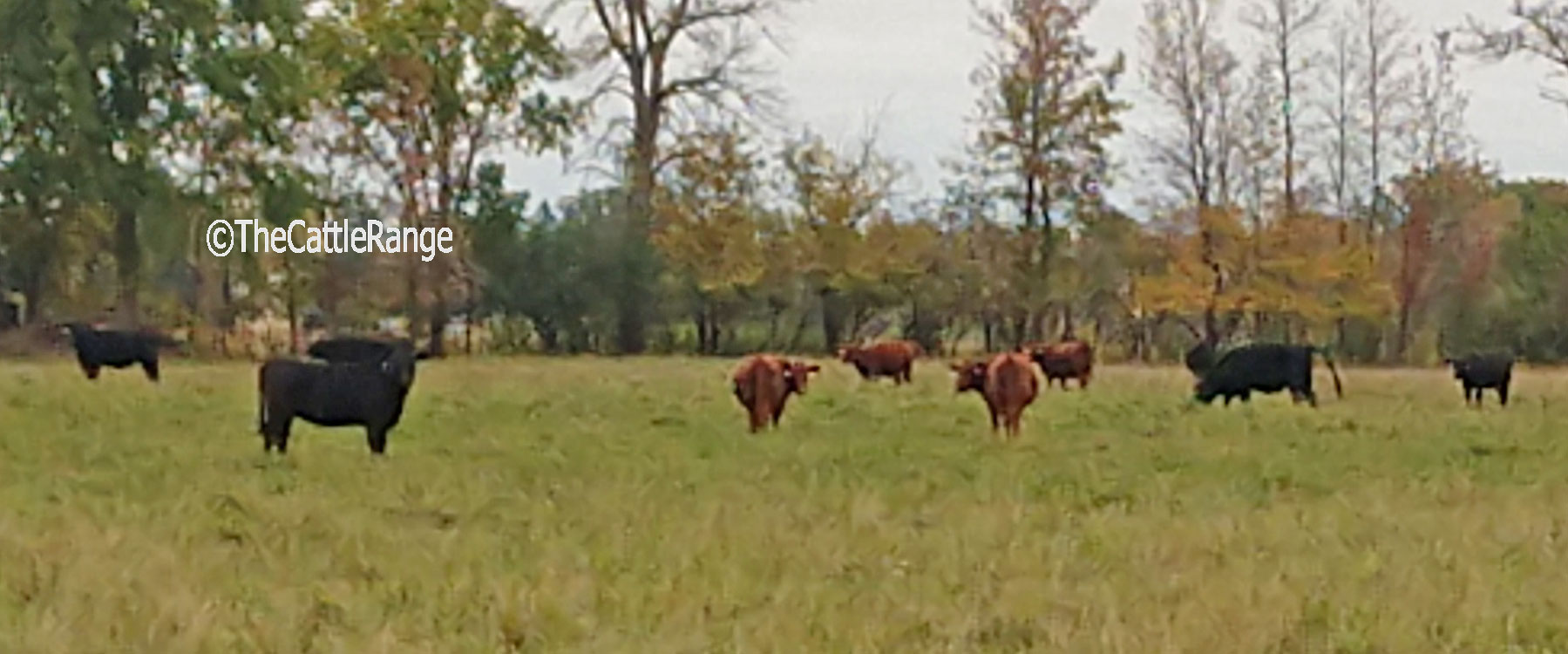 Cattle Range Listing Image