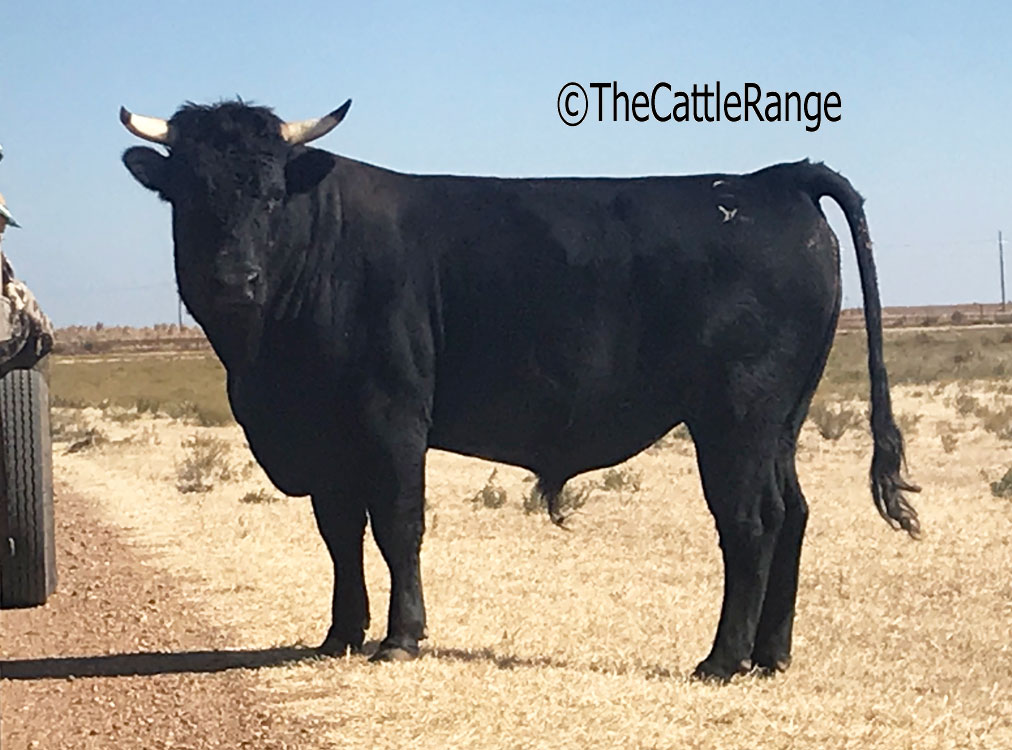 Cattle Range Listing Image