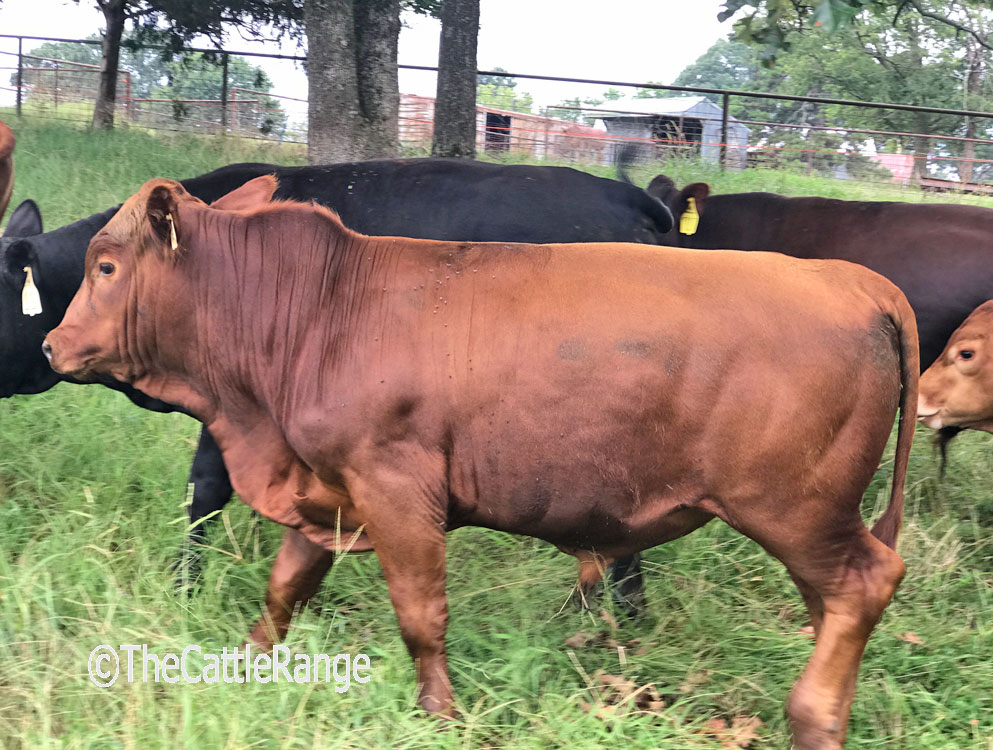 Cattle Range Listing Image