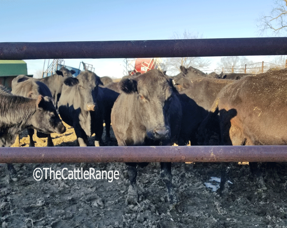 Cattle Range Listing Image