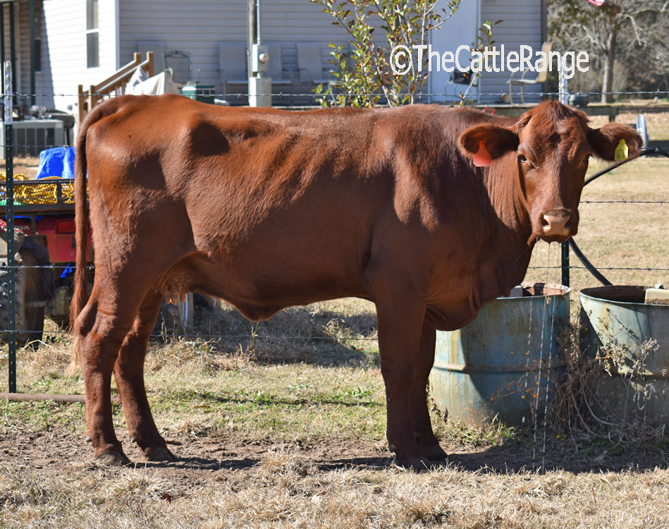 Cattle Range Listing Image