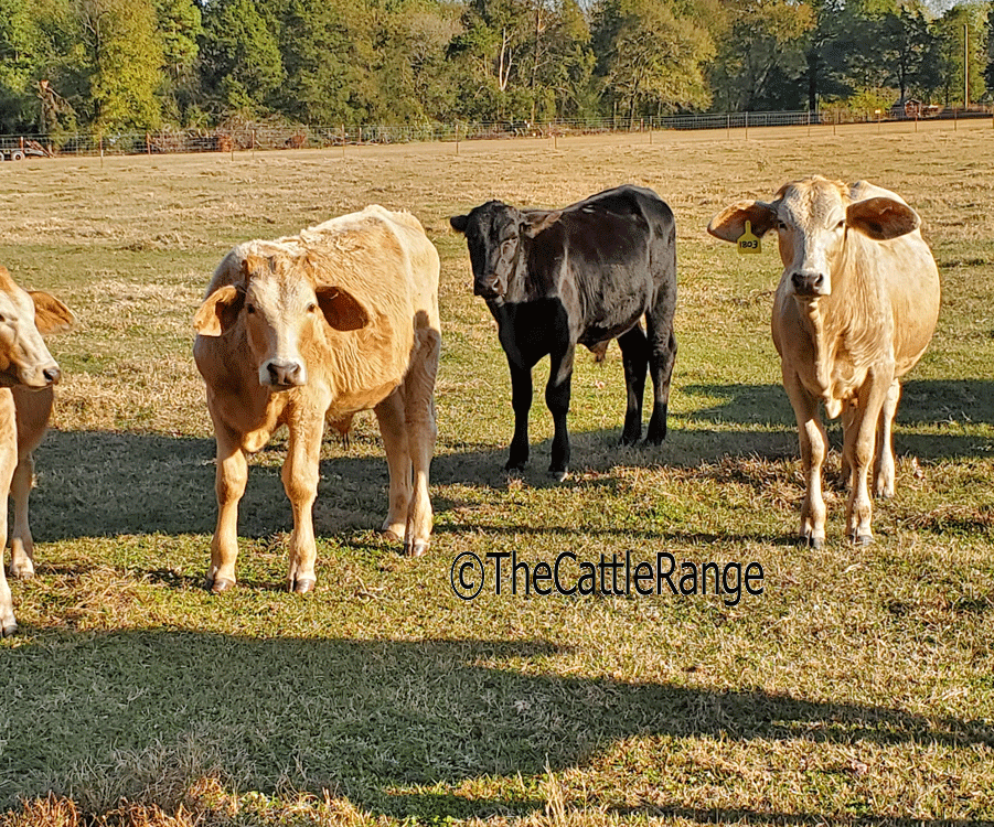 Crossbred Feeder Calves In Arkansas For Sale On The Cattle Range