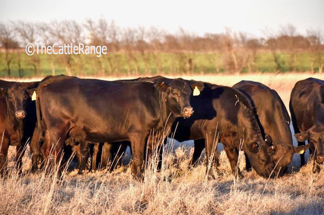 Cattle Range Listing Image