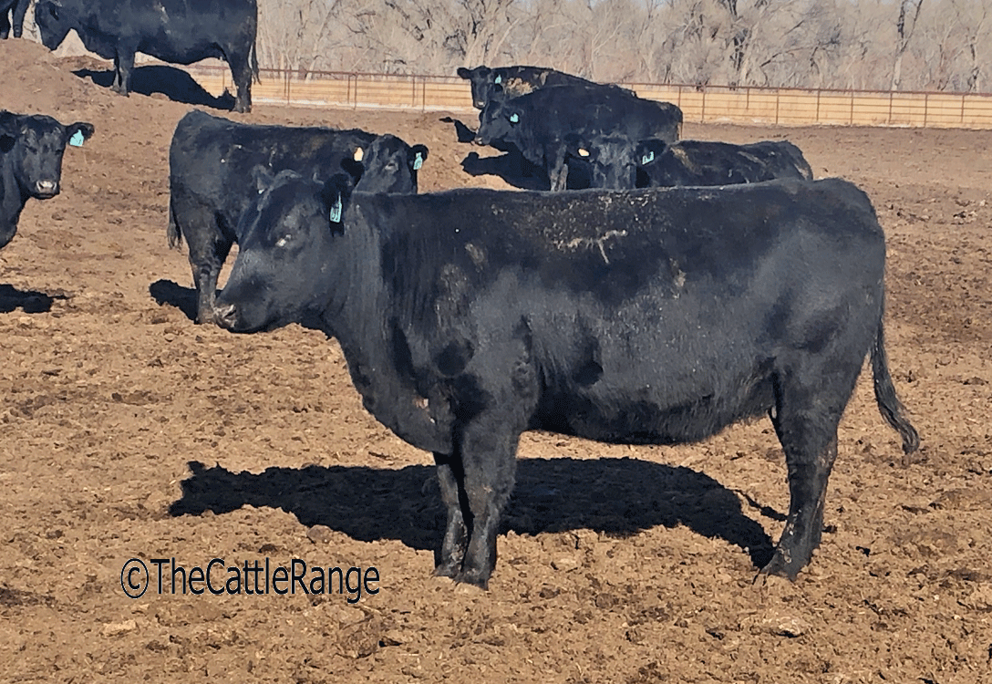 Cattle Range Listing Image