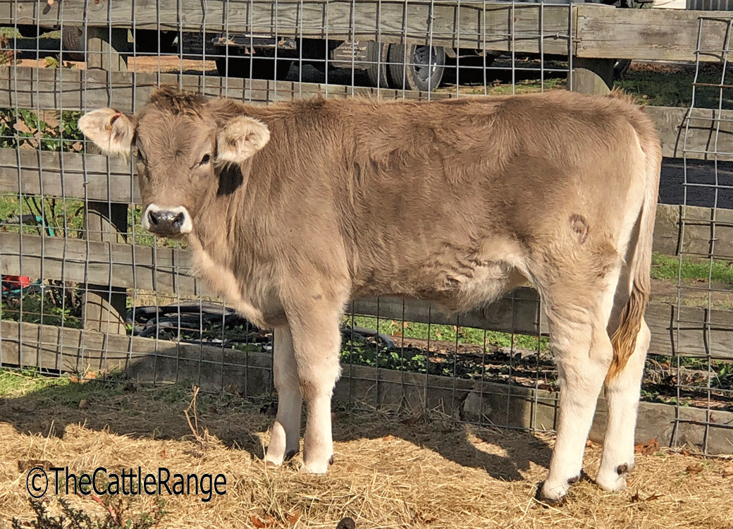 Cattle Range Listing Image