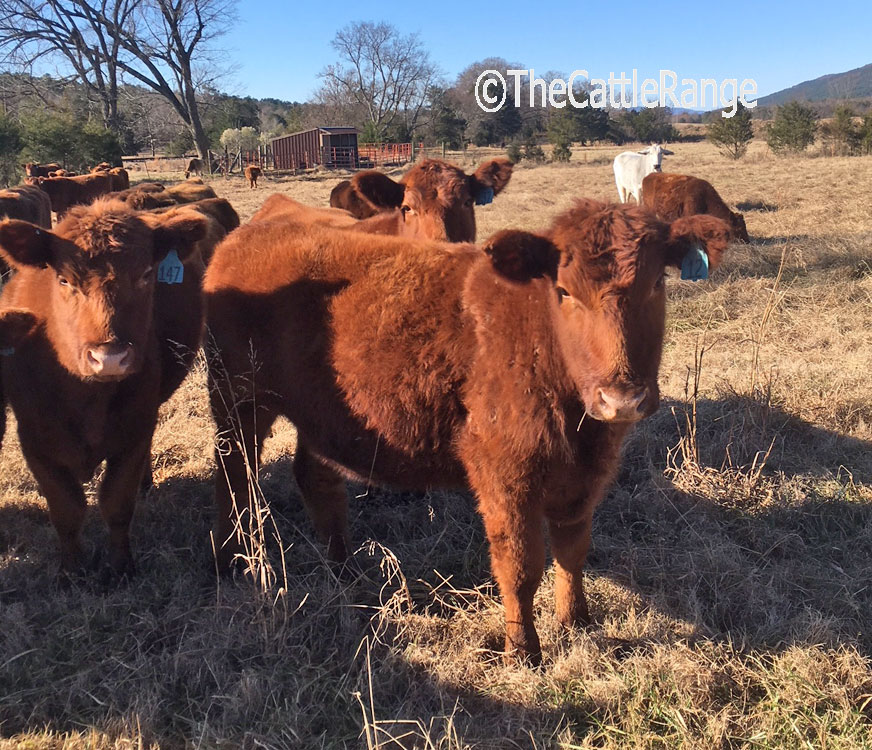 Red Angus Feeder Cattle For Sale In Oklahoma On The Cattle Range