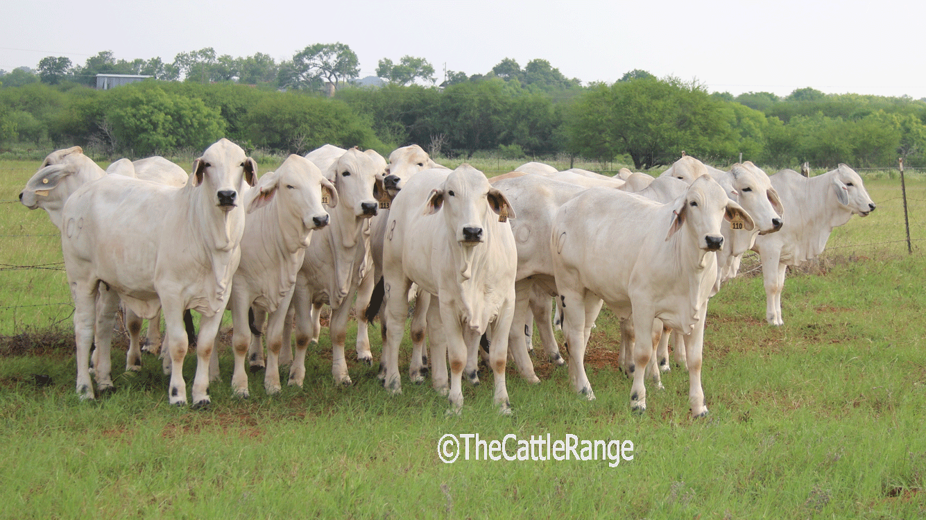 Cattle Range Listing Image
