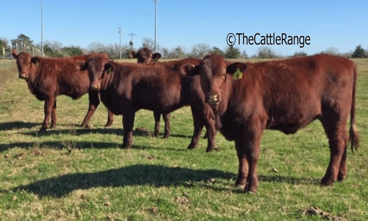 Cattle Range Listing Image