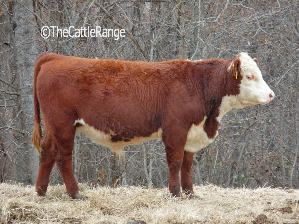 Cattle Range Listing Image
