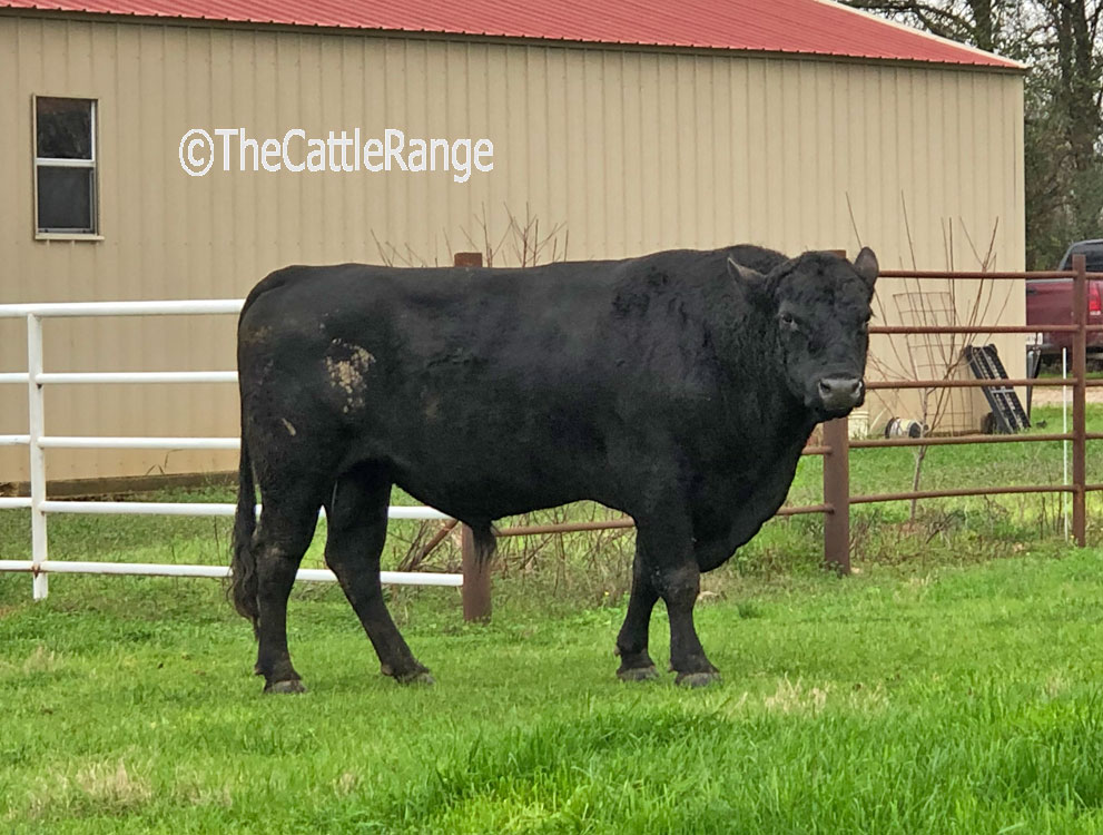 Cattle Range Listing Image