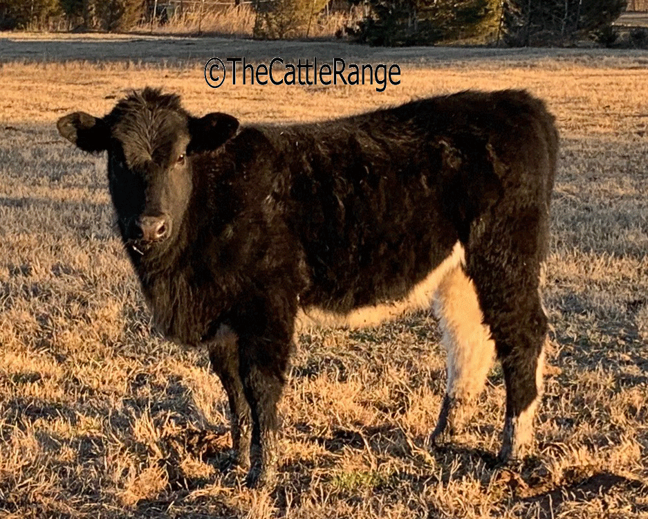 Cattle Range Listing Image