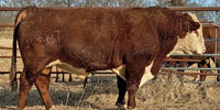 Cattle Range Listing Image
