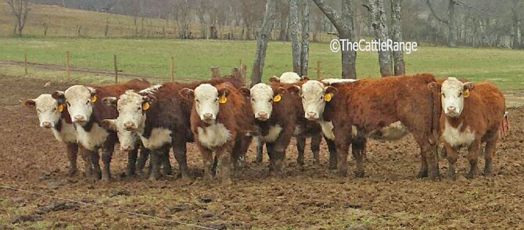 Reg. Polled Hereford Rep. Heifers in Kentucky for sale on ...