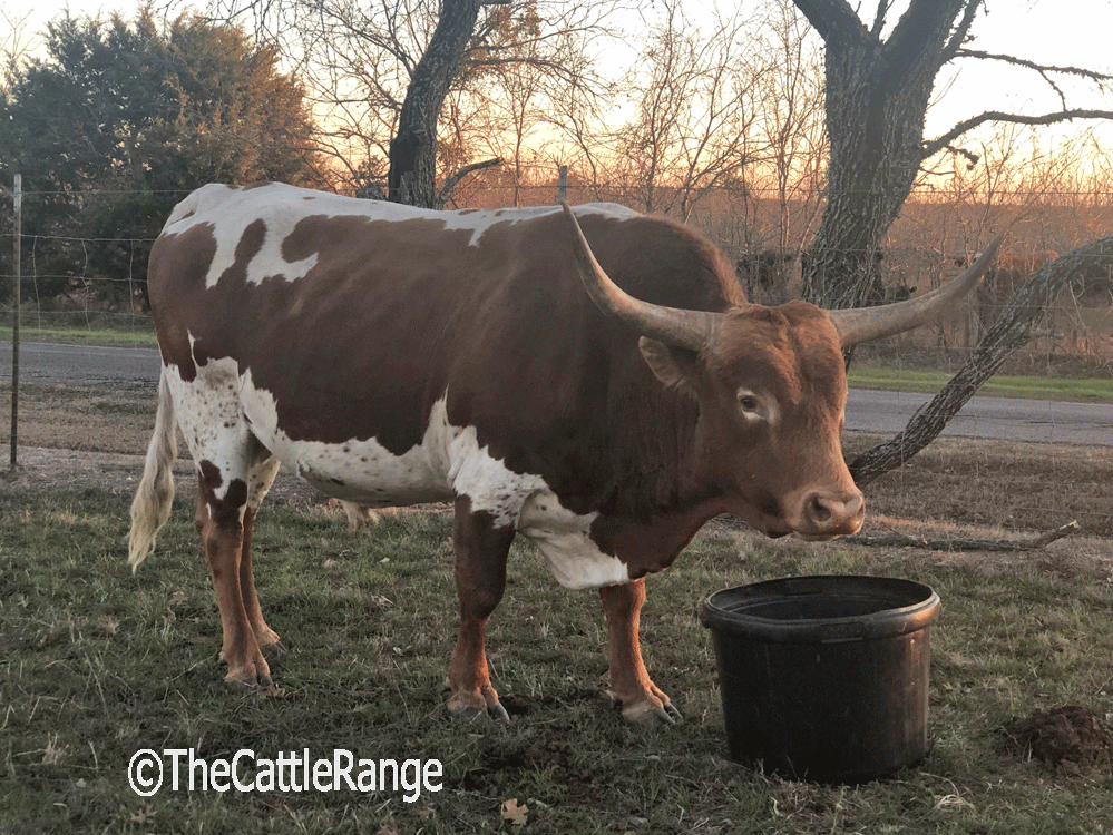 Cattle Range Listing Image