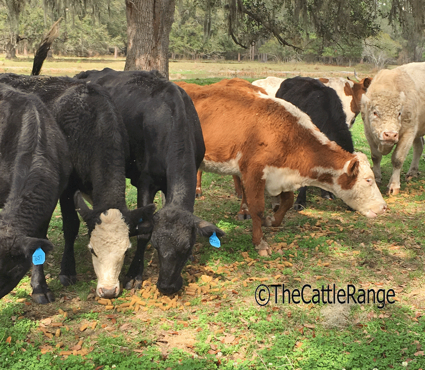 Cattle Range Listing Image