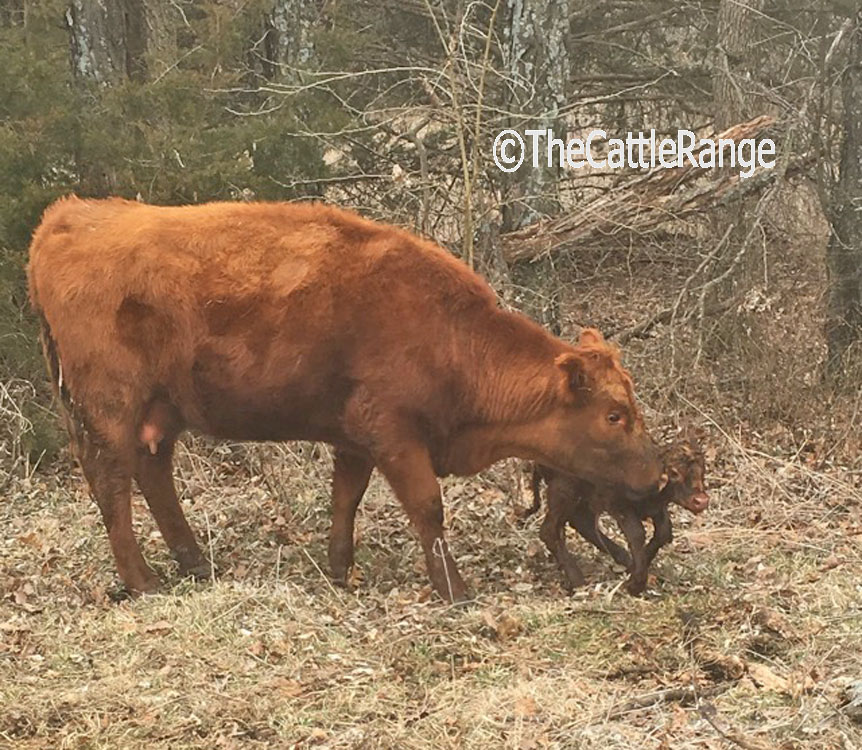 Cattle Range Listing Image