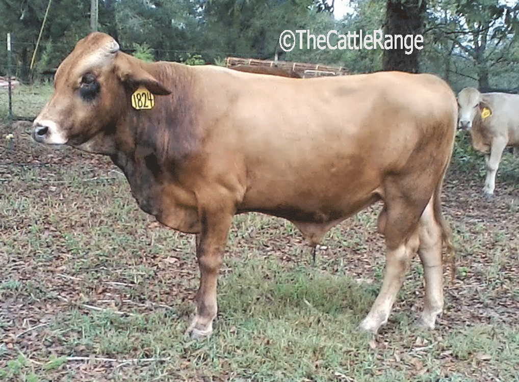 Cattle Range Listing Image