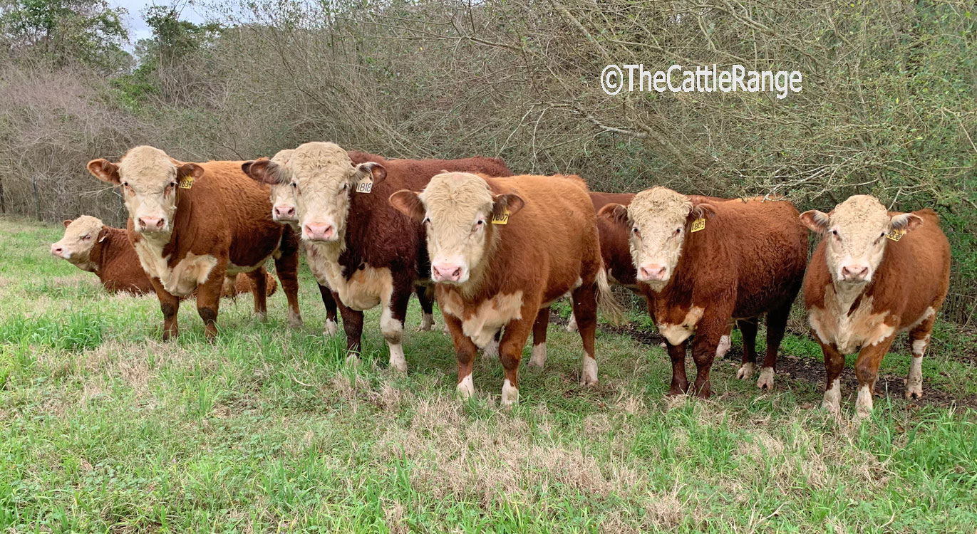 Reg. Hereford Bulls in for sale on The Cattle Range