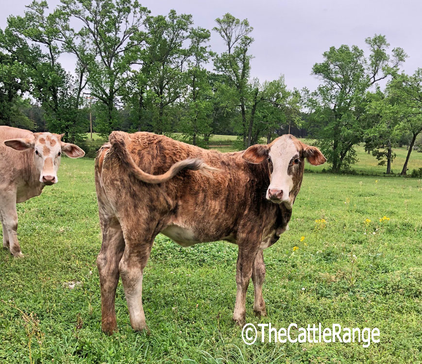 Cattle Range Listing Image