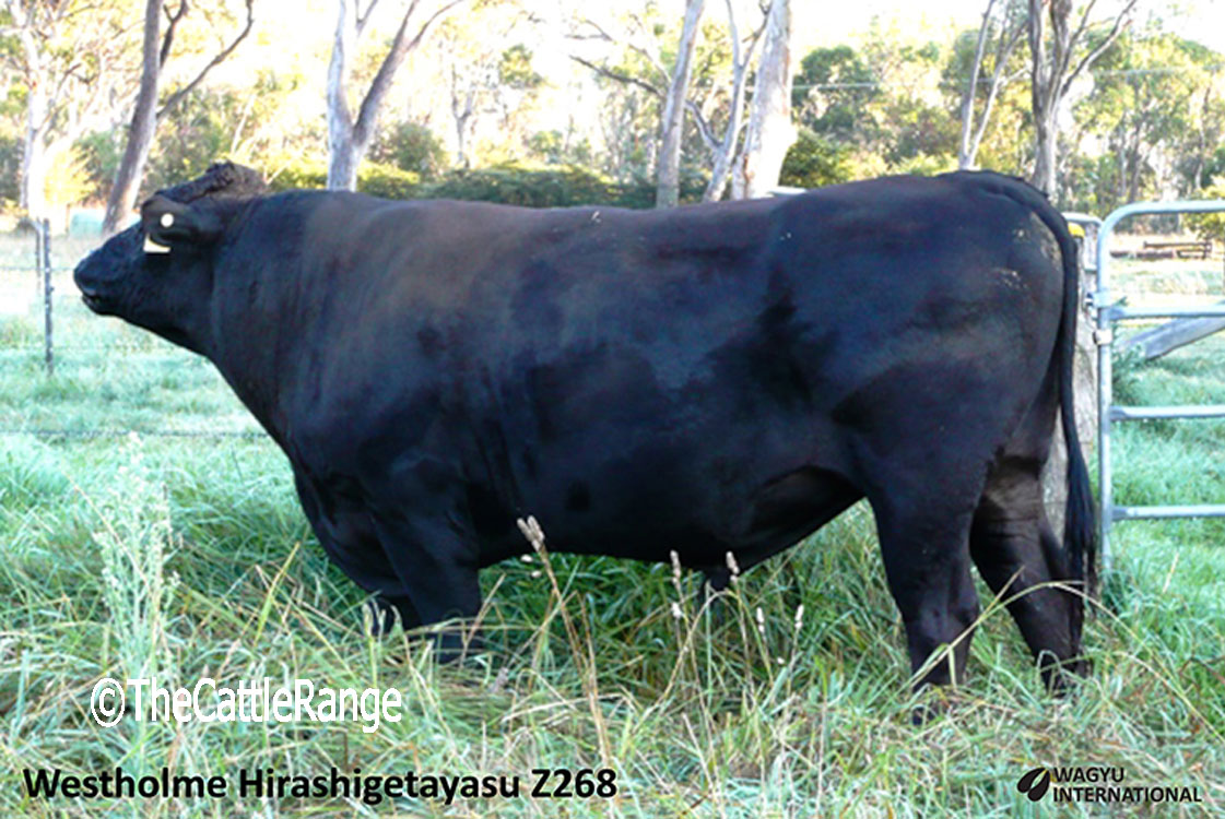 Cattle Range Listing Image