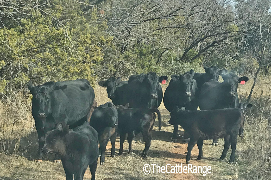 Cattle Range Listing Image