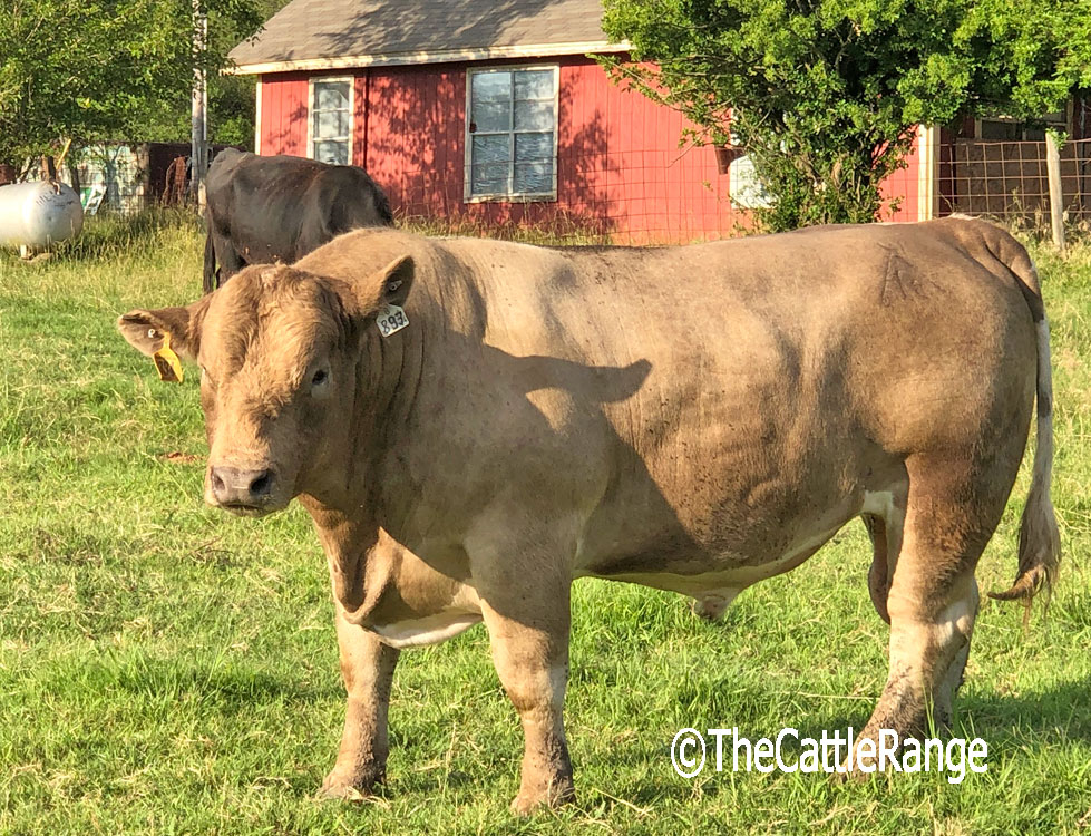 Cattle Range Listing Image
