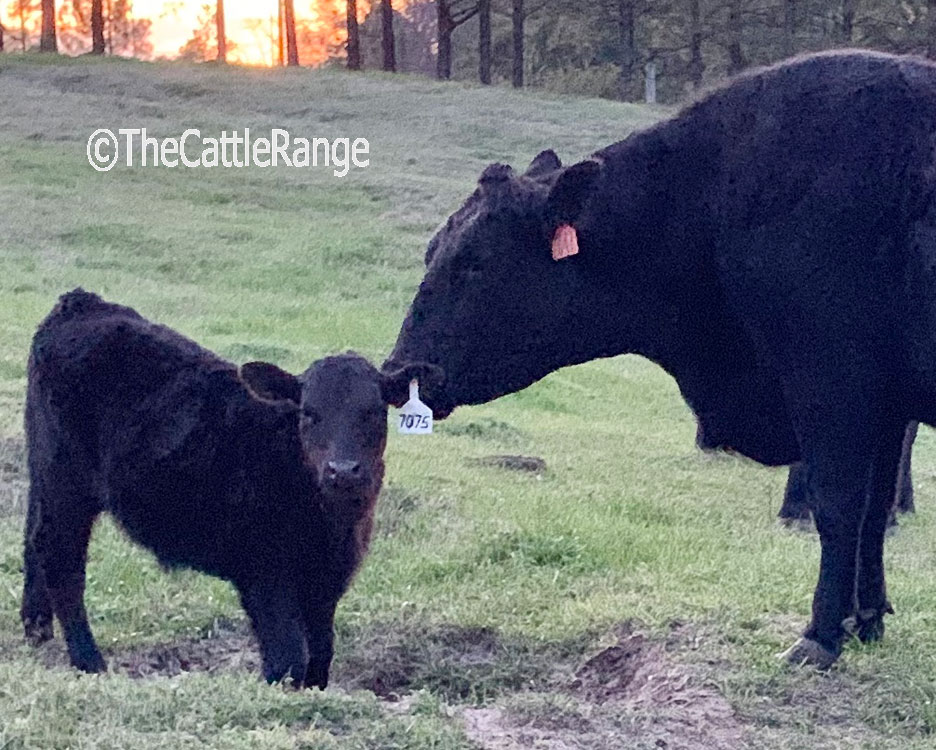 Cattle Range Listing Image