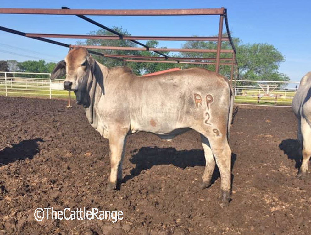 Cattle Range Listing Image