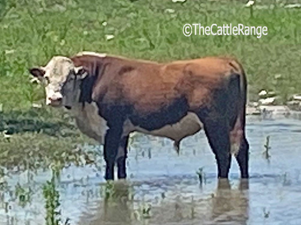 Cattle Range Listing Image