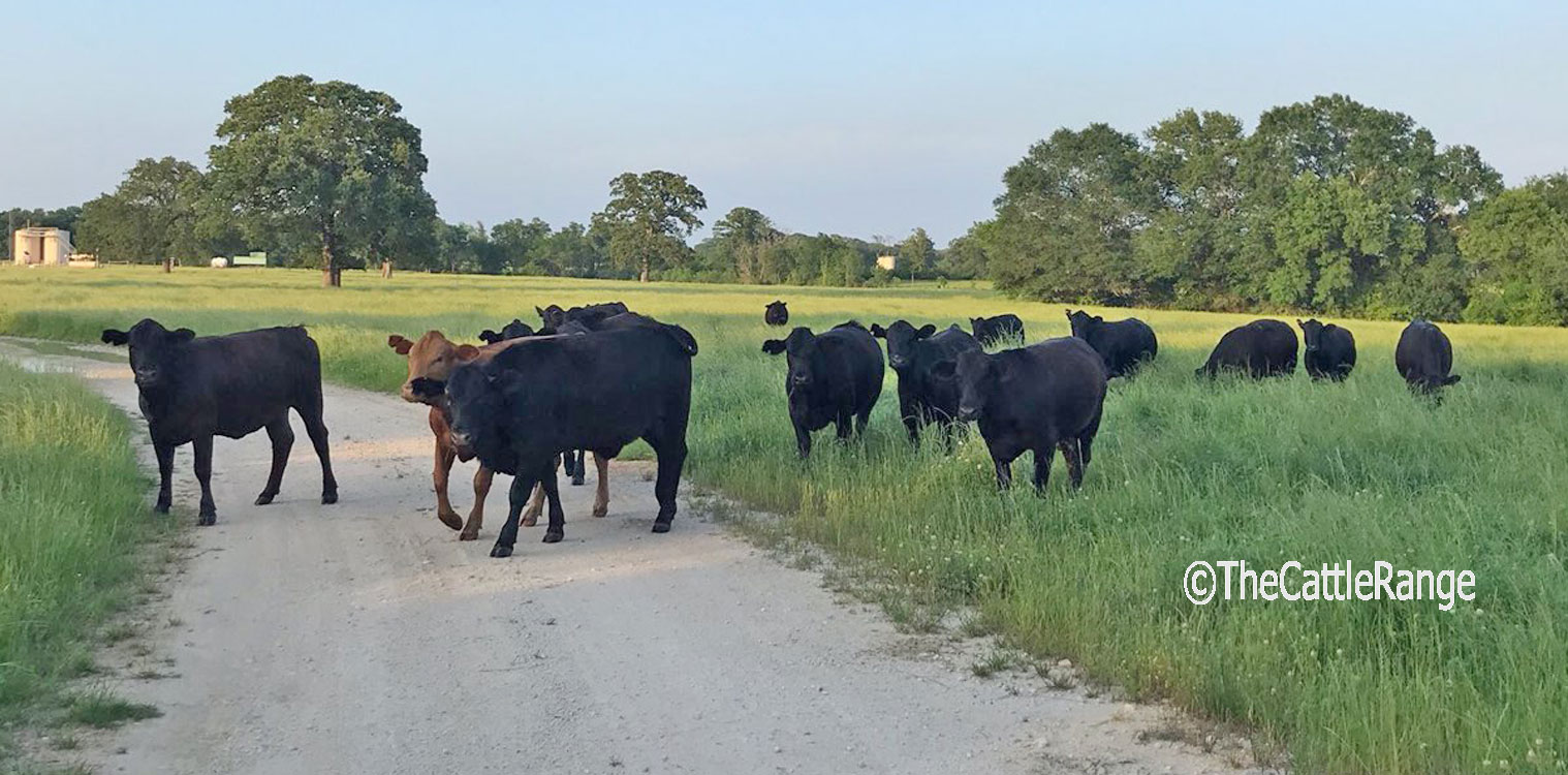 Cattle Range Listing Image