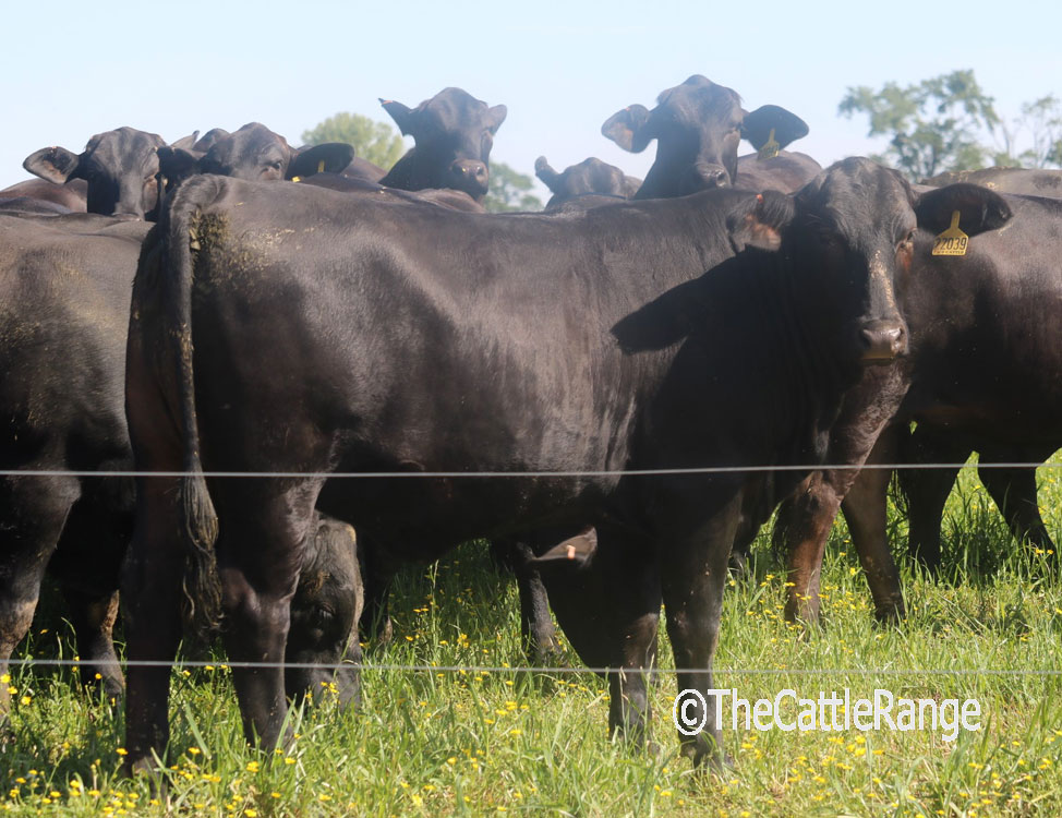  F1 Brangus Bred Heifers in Mississippi for sale on The 