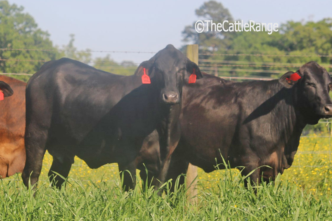 F1 Brangus 1stCalf Pairs in Louisiana for sale on The