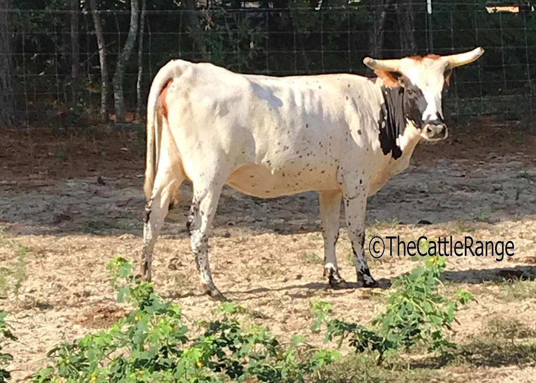 Cattle Range Listing Image
