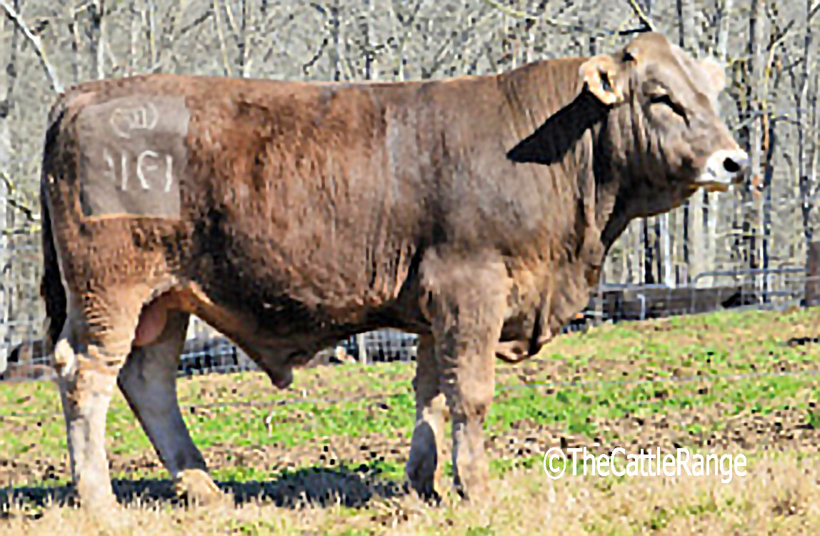 Cattle Range Listing Image
