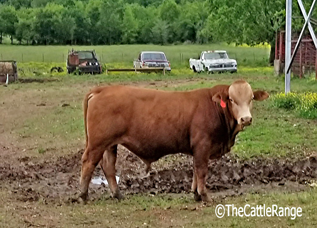 Cattle Range Listing Image