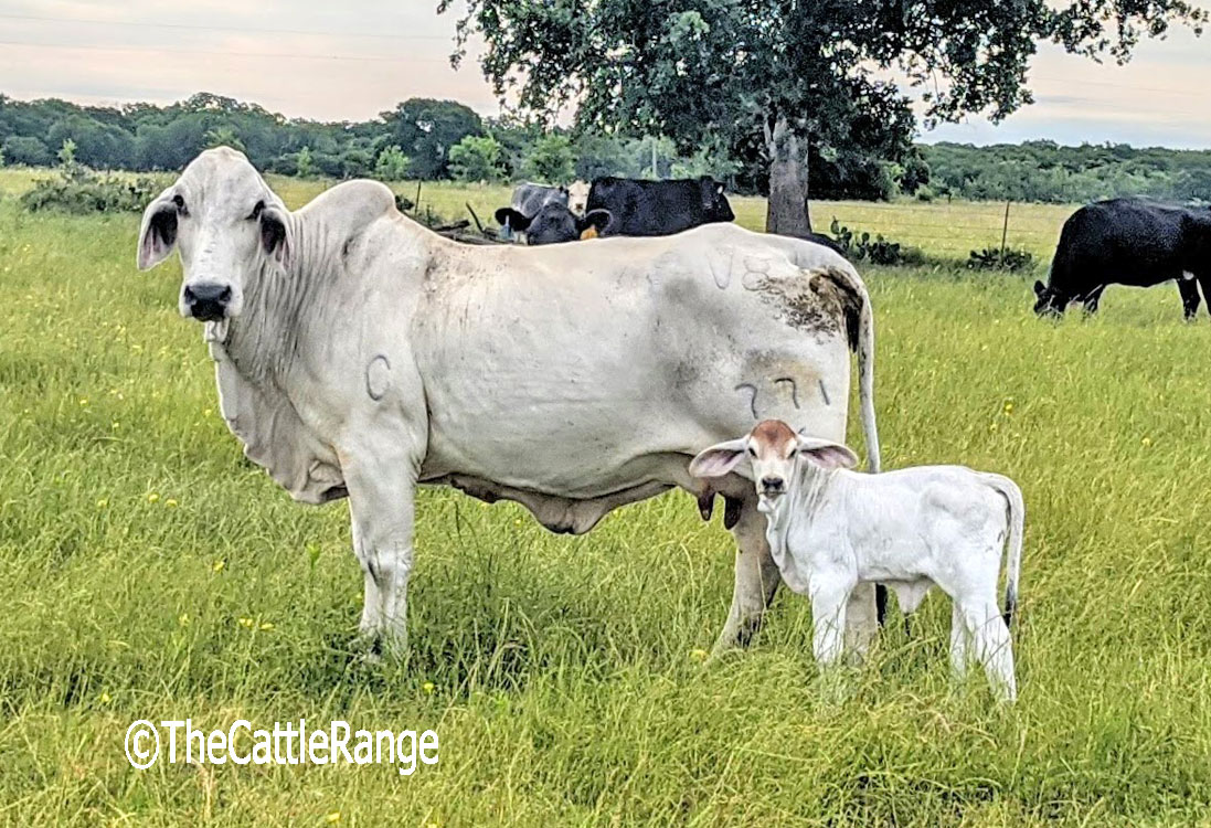 Cattle Range Listing Image